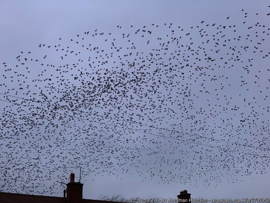 Starlings flying in a grey sky